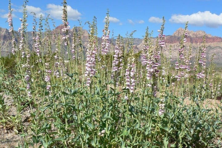 palmer's penstemon