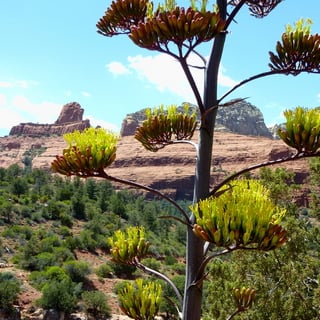 parrys-agave-flowers parry's agave flower stalk and flowers