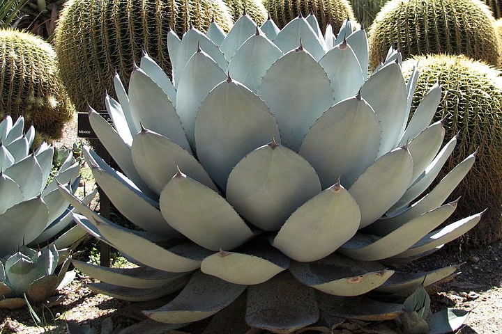 parrys-agave parry's agave