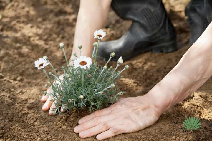planting a daisy