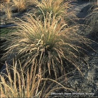 purple-muhly-nashville