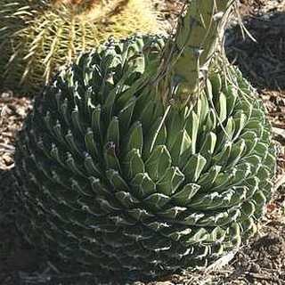 queen victoria agave 'compacta'