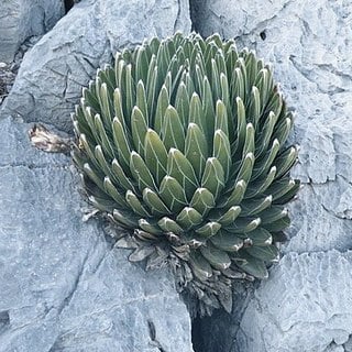 queen victoria agave growing out of rocky outcrop