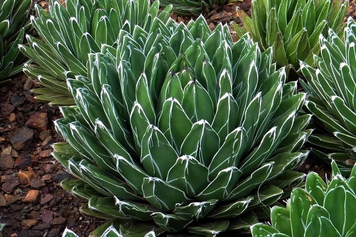 queen victoria agave