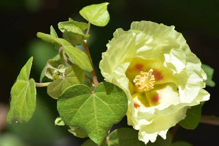 san marcos hibiscus flower and leaves