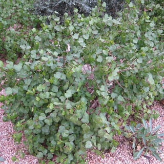 san marcos hibiscus shrub
