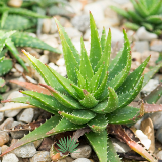 aloe-sm aloe plant