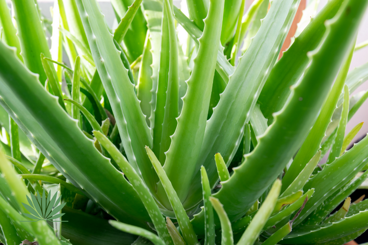 close up of aloe vera plant
