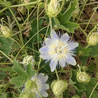 arizona passionflower