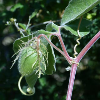 close up of arizona passionflower tendrils and buds