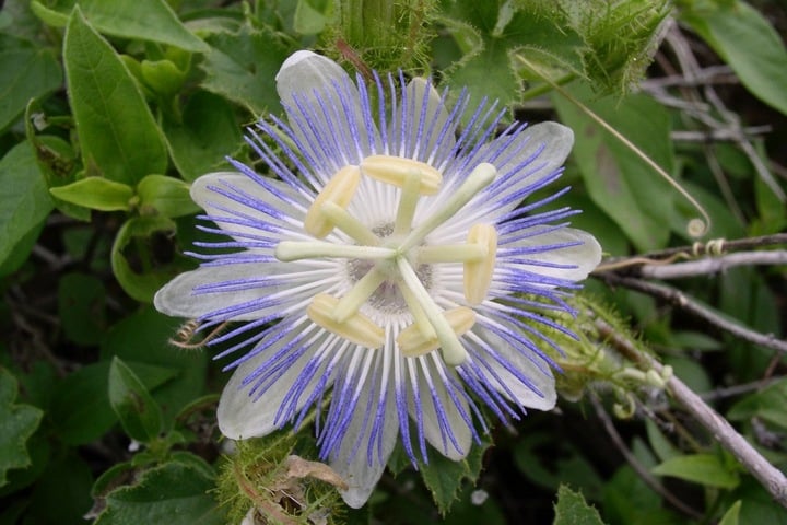 close up of arizona passionflower