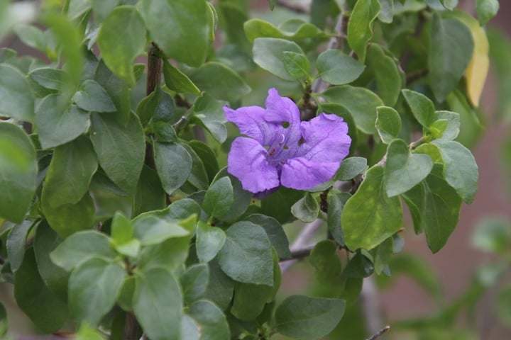 baja-ruellia-flower baja ruellia leaves and flower