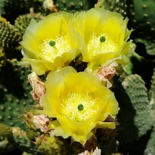 bunny-ears-cactus-flower bunny ears cactus yellow flower