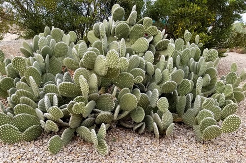 bunny-ears-cactus-sm bunny ears cactus