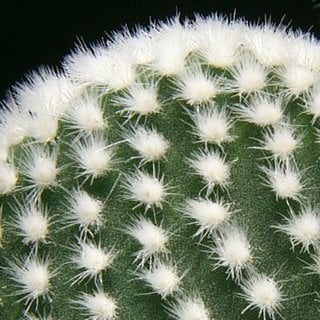 bunny-ears-cactus-white close up of bunny ears cactus glochids