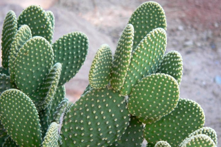 bunny-ears-cactus1 bunny ears cactus