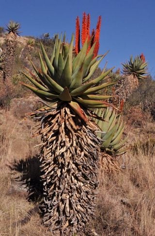 cape-aloe cape aloe