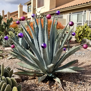 century plant decorated with christmas ornaments