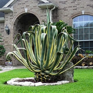 century plant marginata