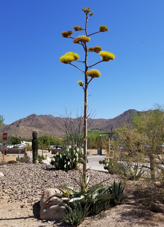 century plant flower stalk