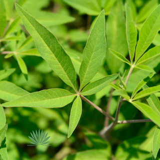 chaste-tree-leaves chaste tree leaves