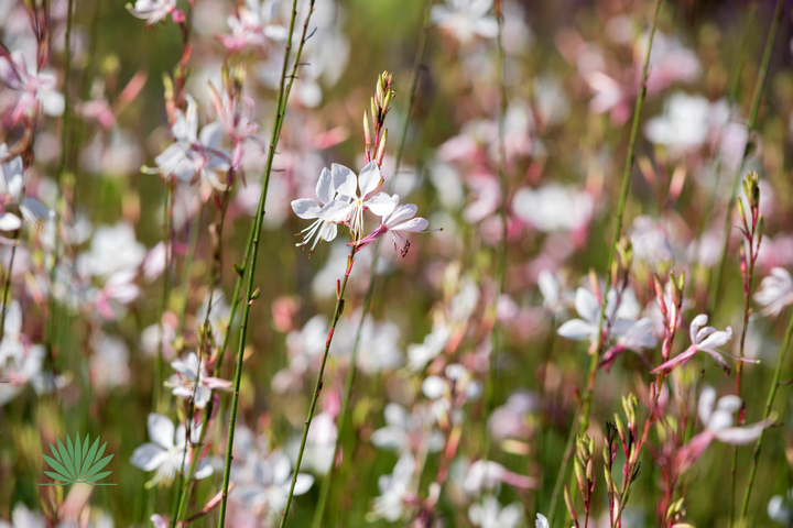 gaura flowers