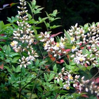 white heavenly bamboo flowers