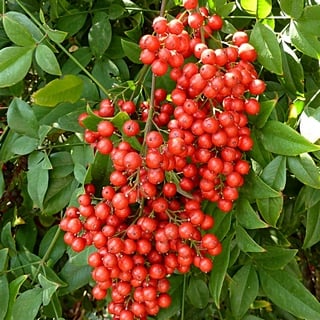 red heavenly bamboo fruits