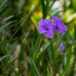 mexican-petunia-sm mexican petunua