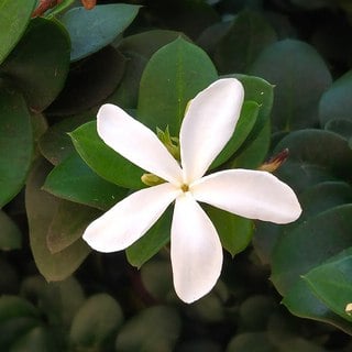 white natal plum flower