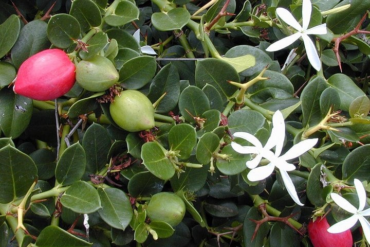 natal plum leaves, fruits, flowers