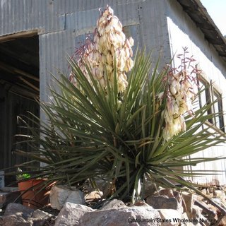 banana yucca in bloom