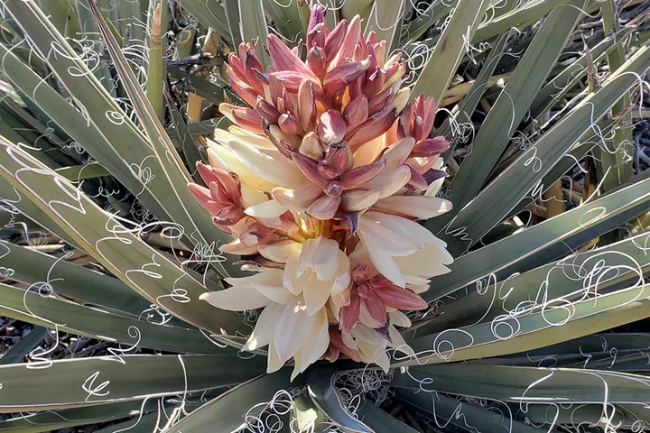 banana yucca flowers and leaves