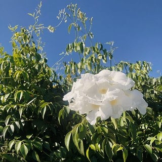 bower vine 'lady di'