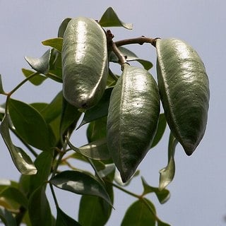 bower vine seed pods
