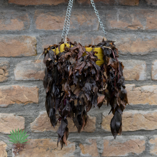 cold damaged hanging plant