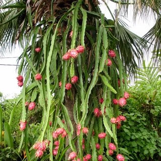 dragon fruit cactus