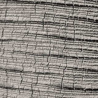 mexican blue palm bark