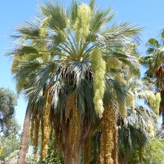 mexican blue palm fruits and flowers