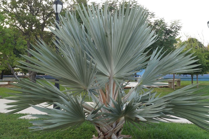 mexican blue palm
