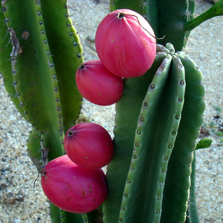 peruvian apple cactus fruits