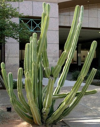 peruvian apple cactus
