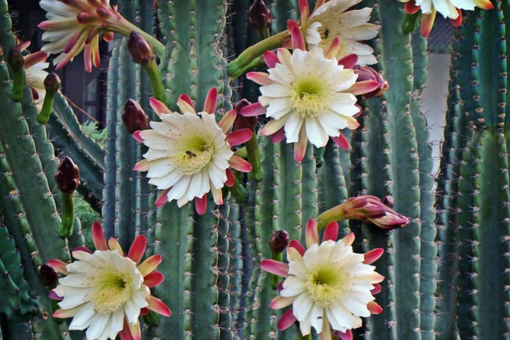 peruvian apple cactus flowers