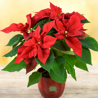 poinsettia-pot-sm poinsettia in a pot