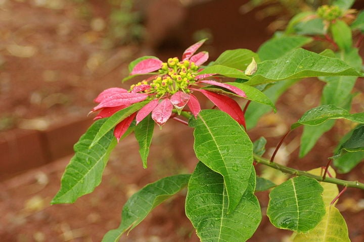 poinsettia
