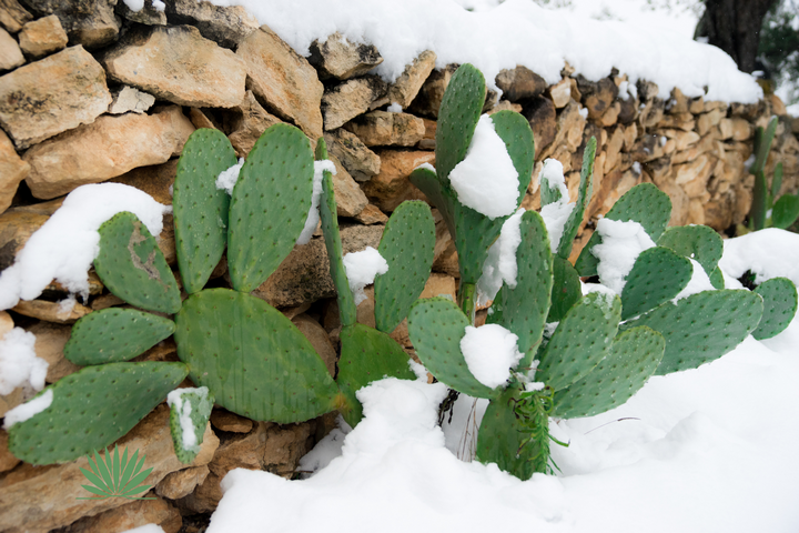 prickly pear cactus covered with snow
