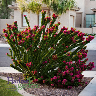torch-glow-bougainvillea-sm