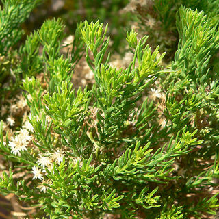 turpentine-bush-leaves turpentine bush leaves