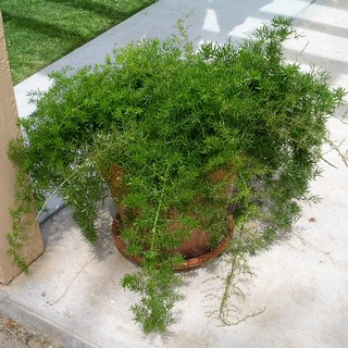 asparagus fern