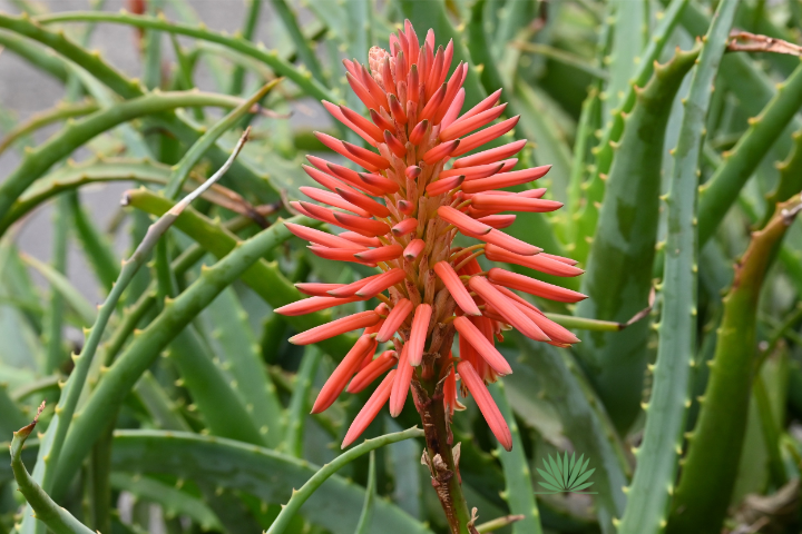 orange aloe flower